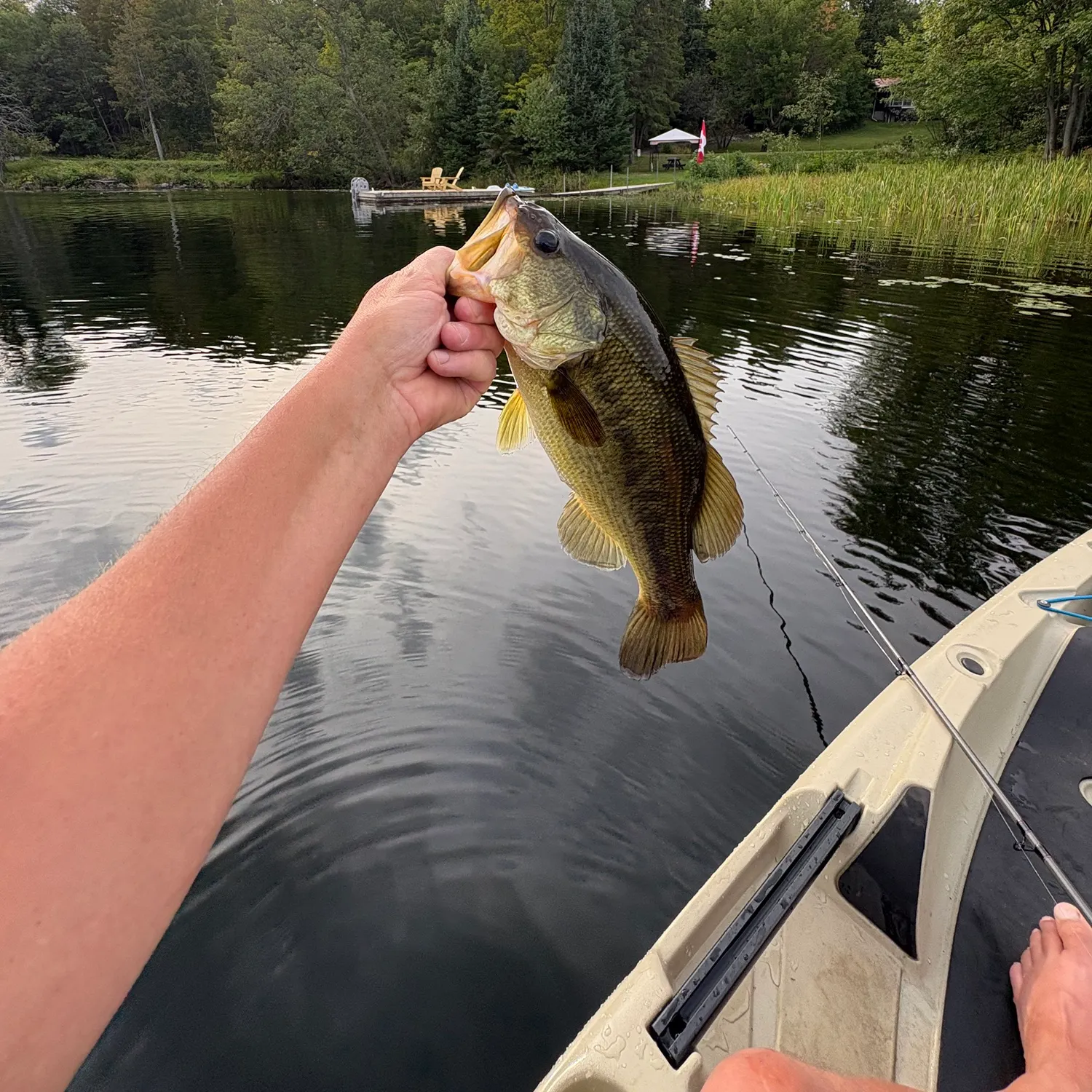 Largemouth bass caught on Fishbrain