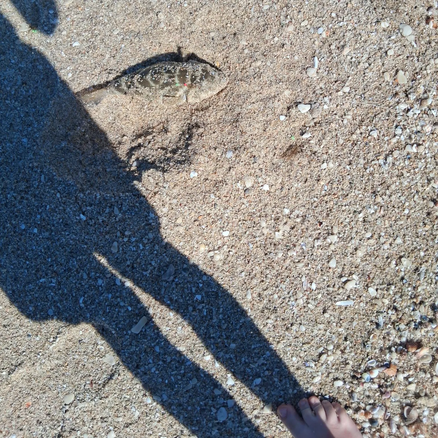 Southern puffer caught on Fishbrain