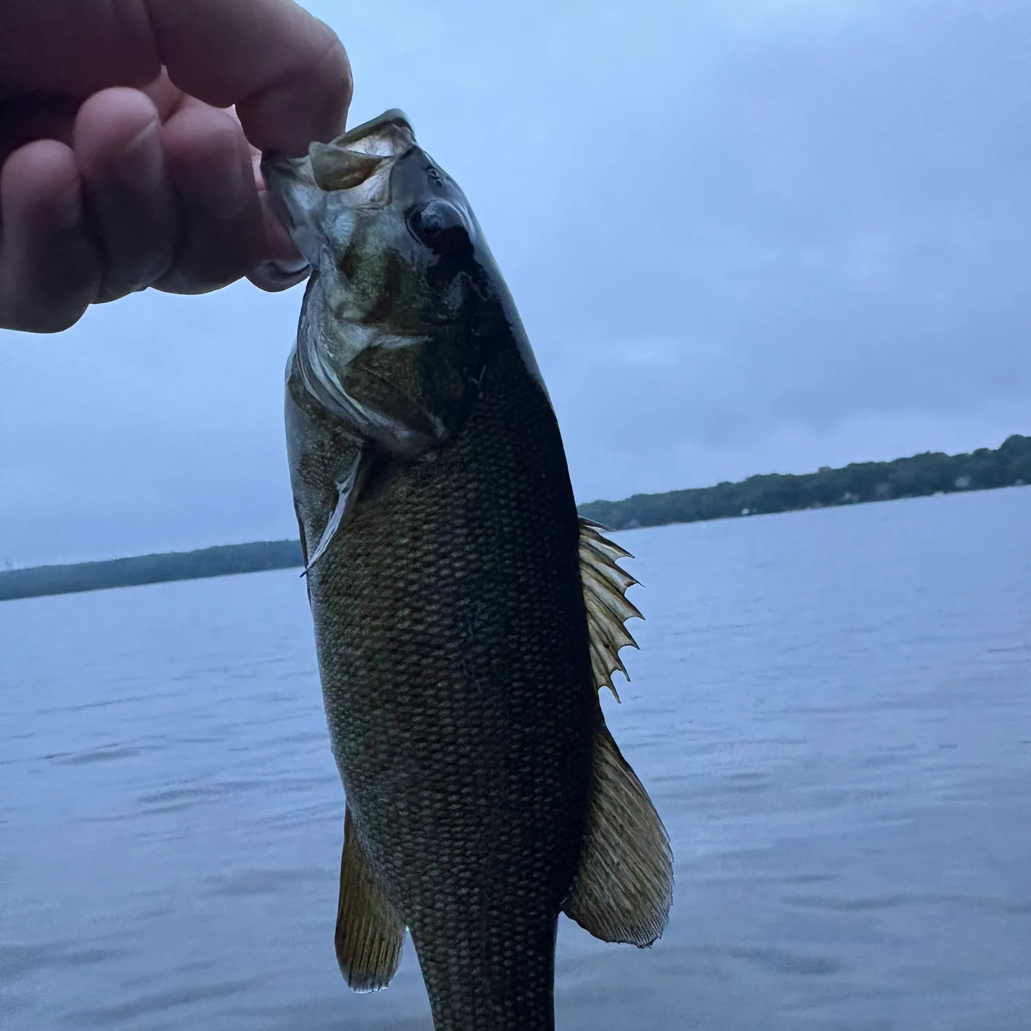 Smallmouth bass caught on Fishbrain