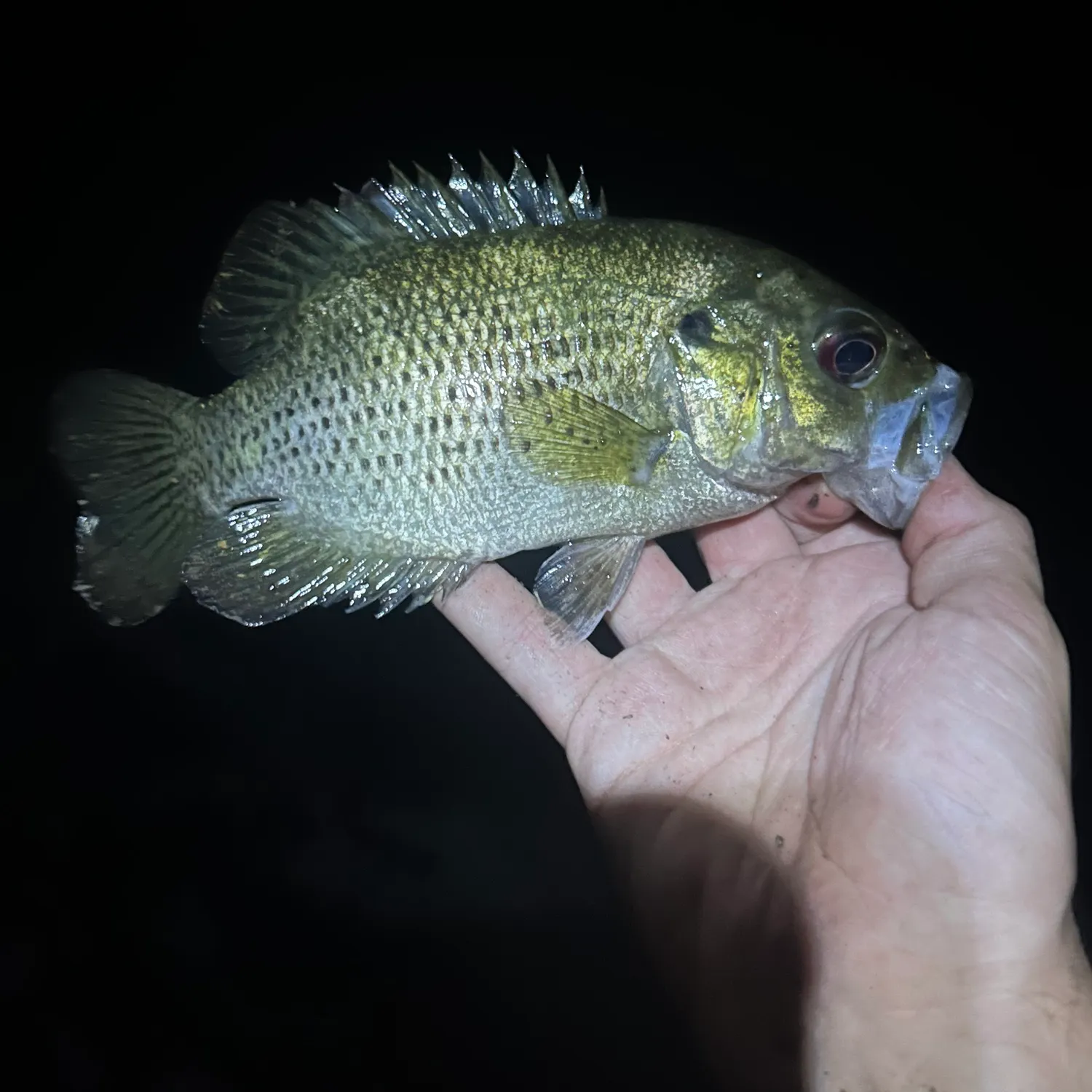 Rock bass caught on Fishbrain