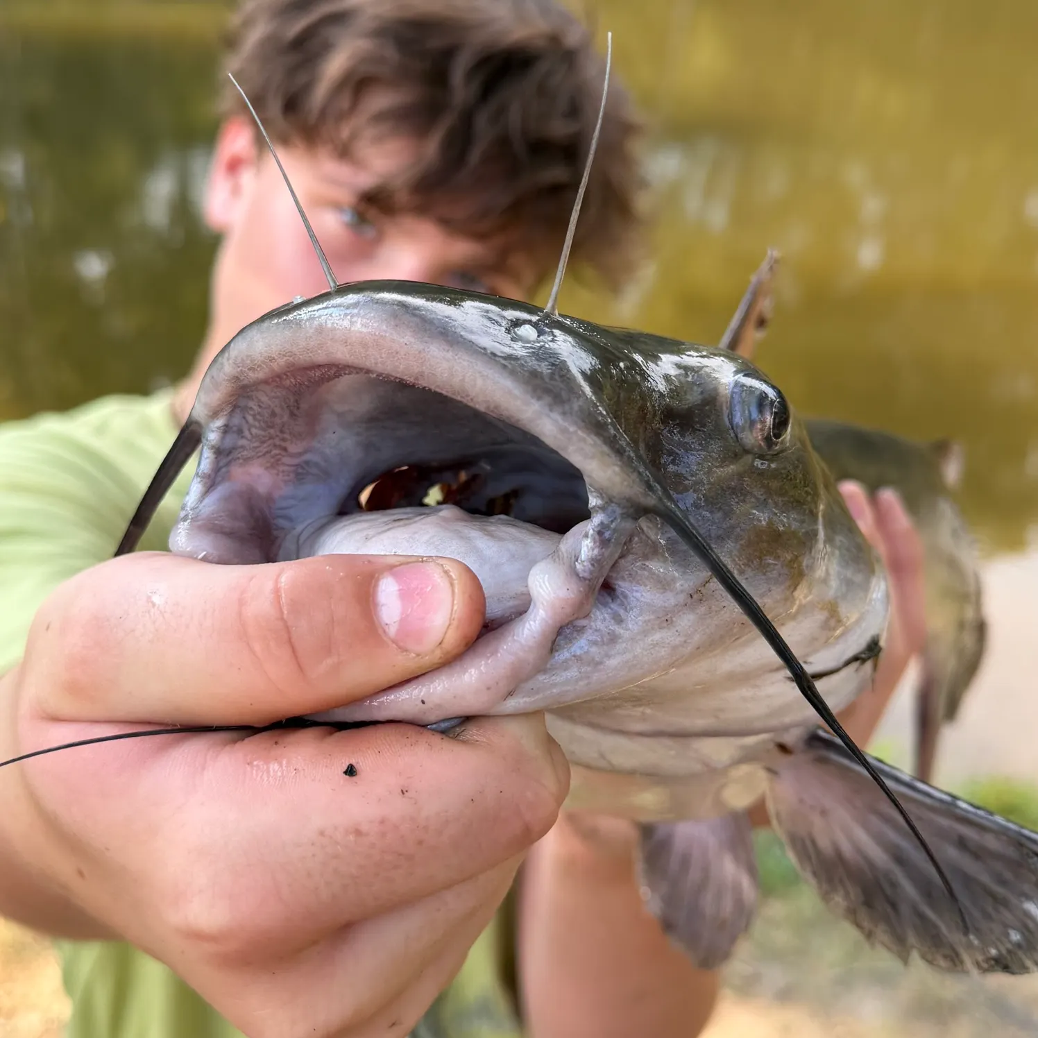 Channel catfish caught on Fishbrain