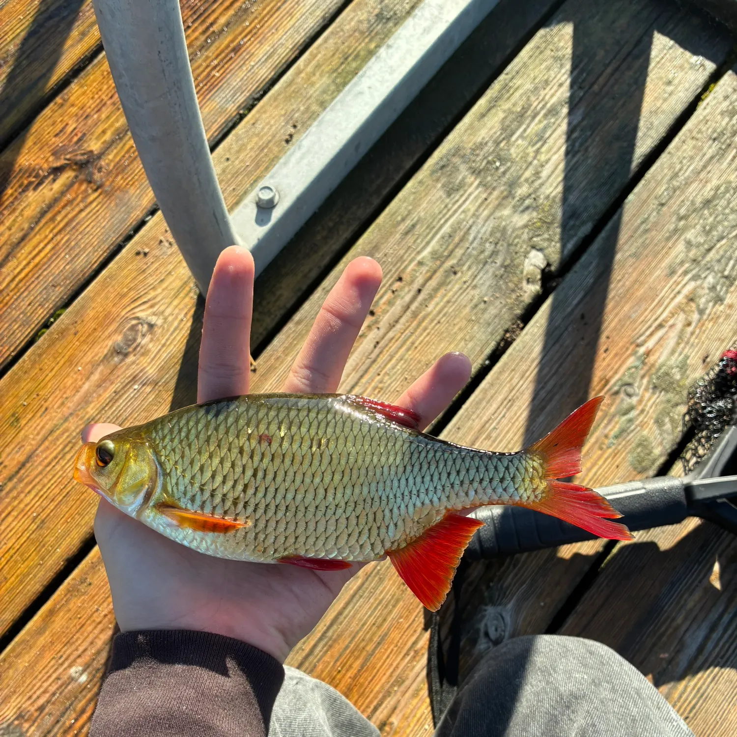 Common rudd caught on Fishbrain