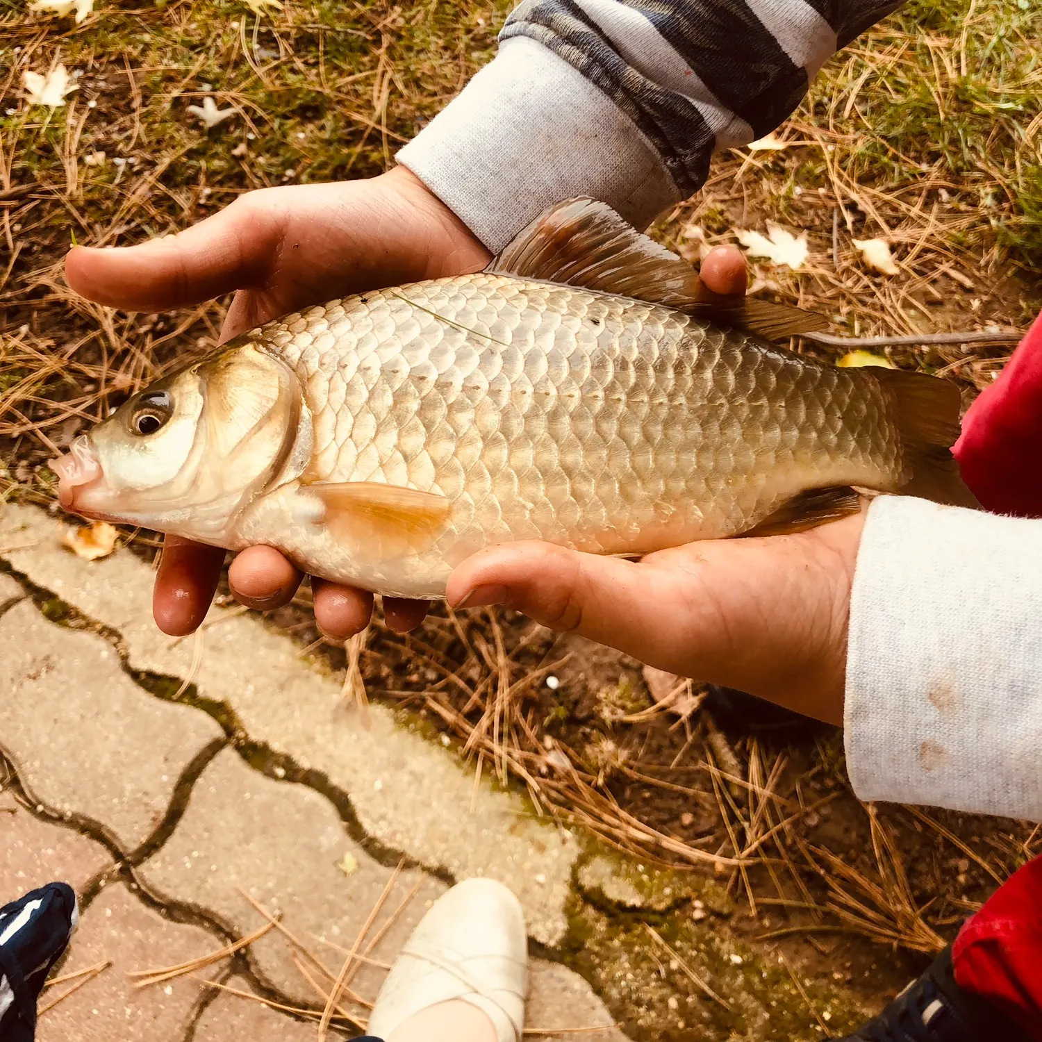 The most recent Crucian carp catches on Fishbrain