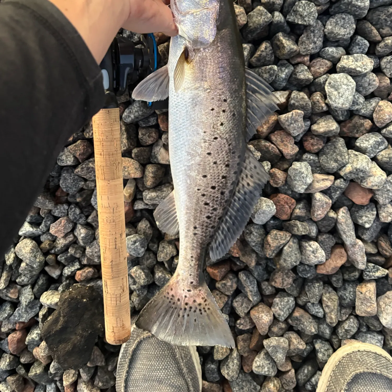 Spotted seatrout caught on Fishbrain