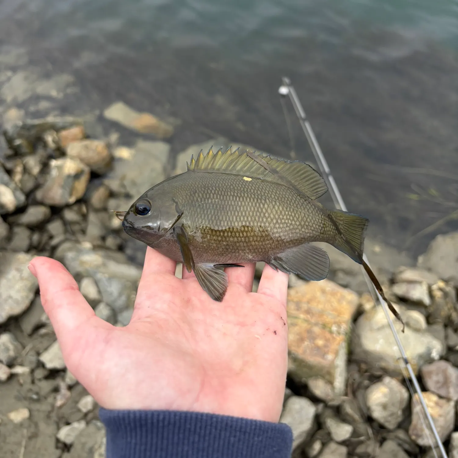 The most recent Opaleye catches on Fishbrain
