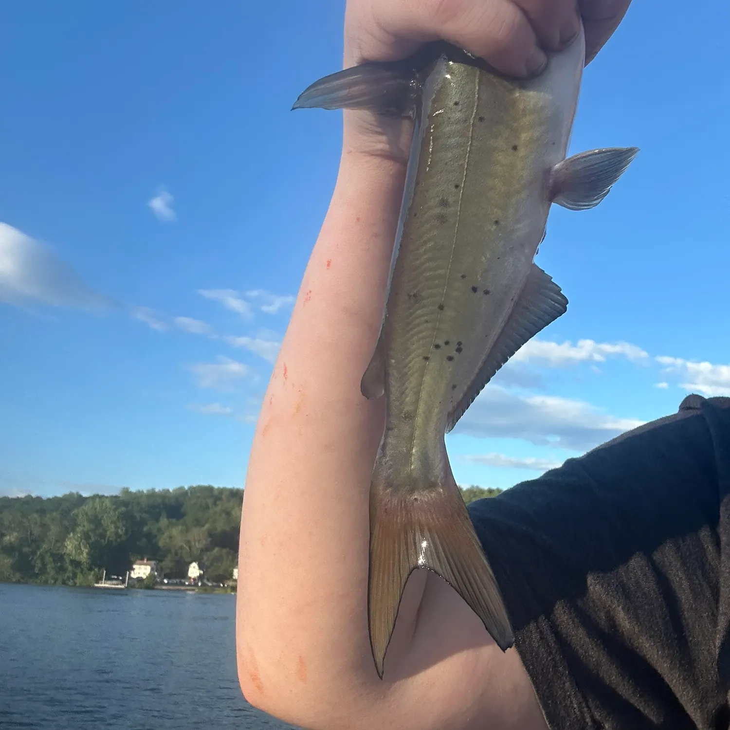 Channel catfish caught on Fishbrain