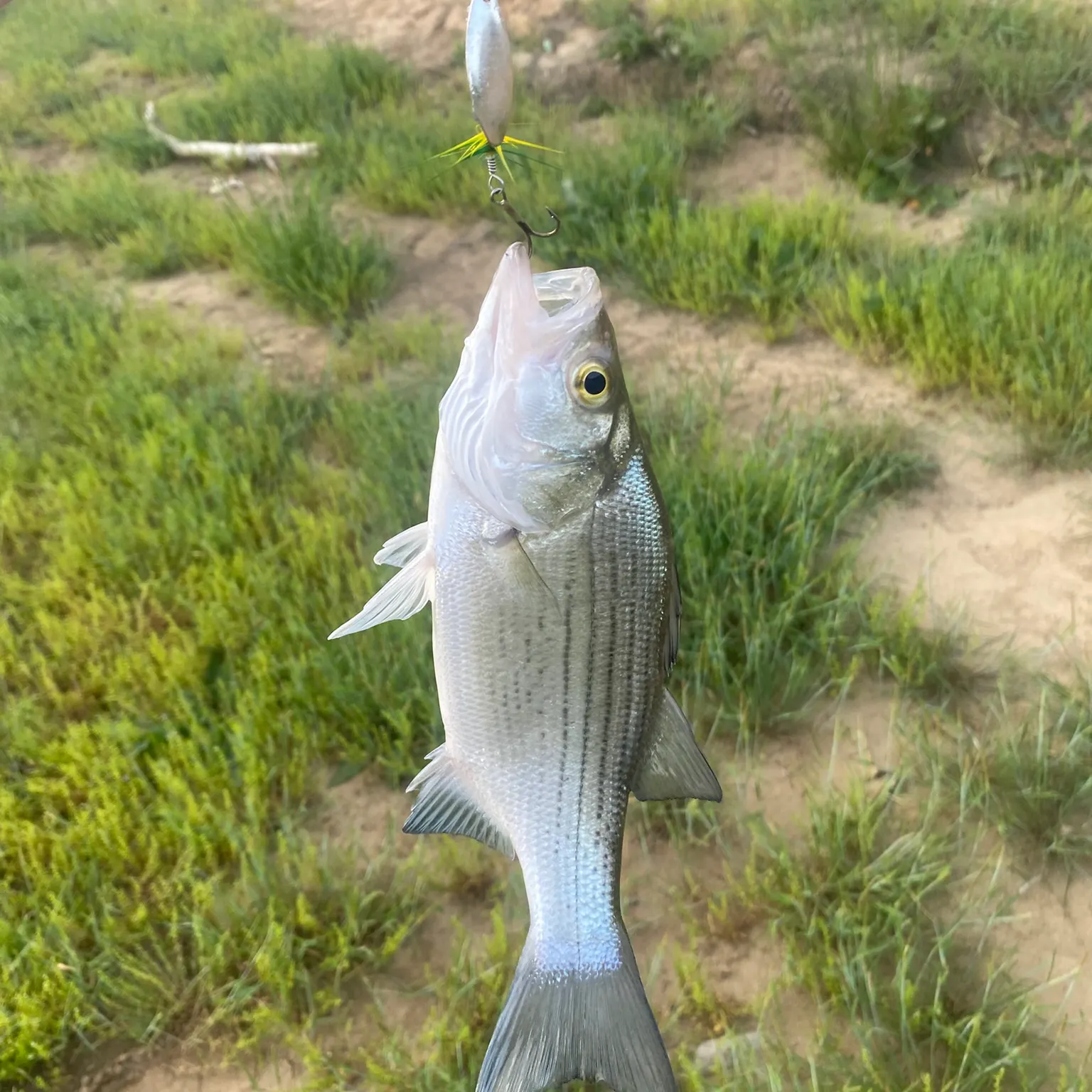 The most recent White bass catches on Fishbrain