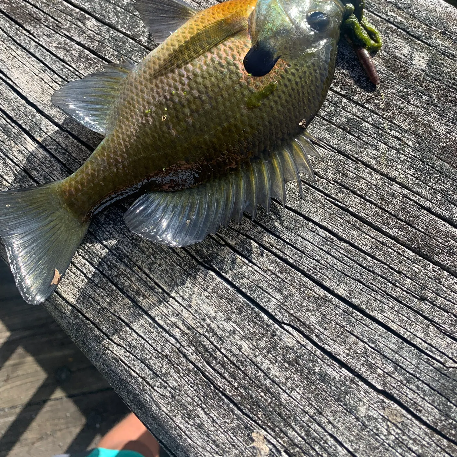 Bluegill caught on Fishbrain