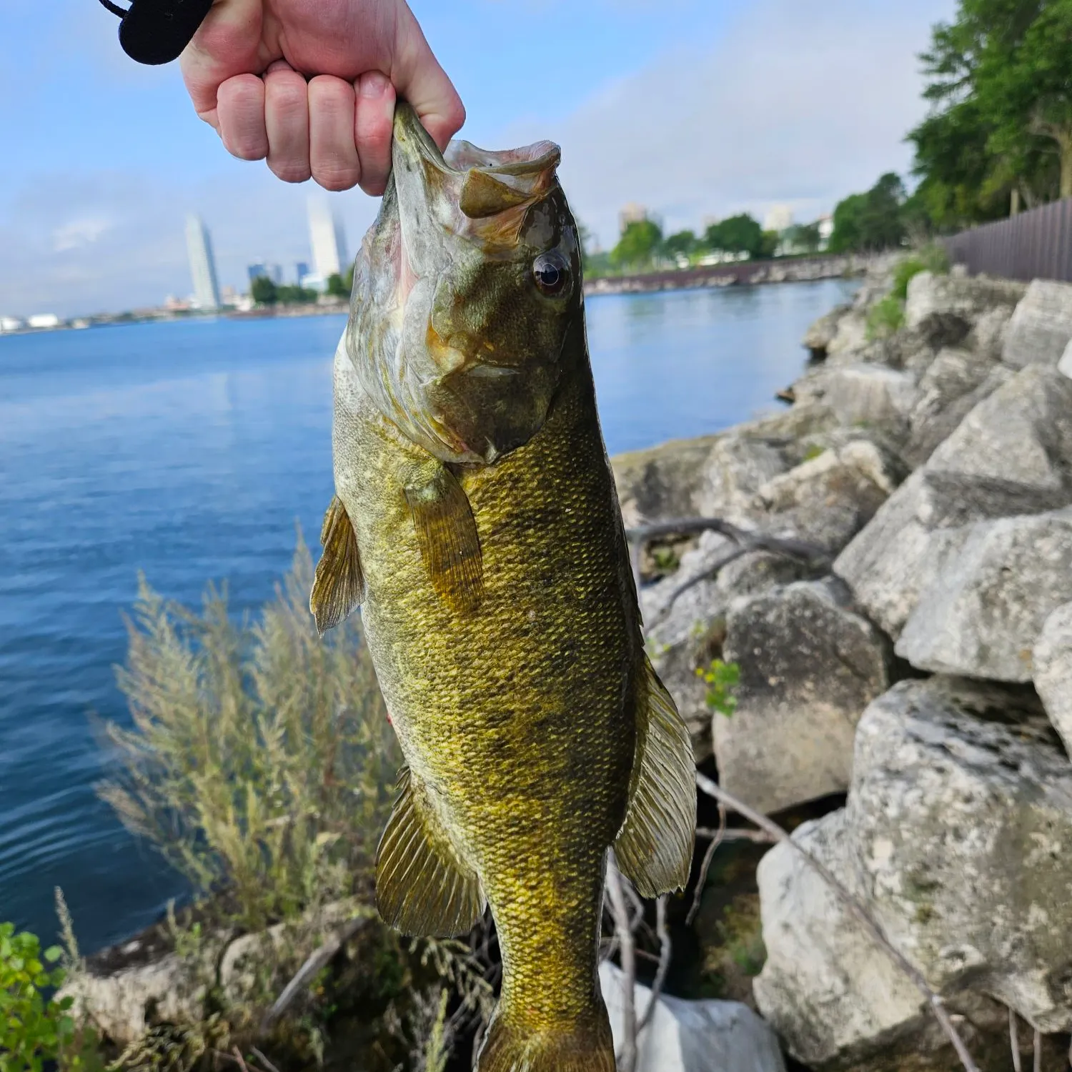 Smallmouth bass caught on Fishbrain