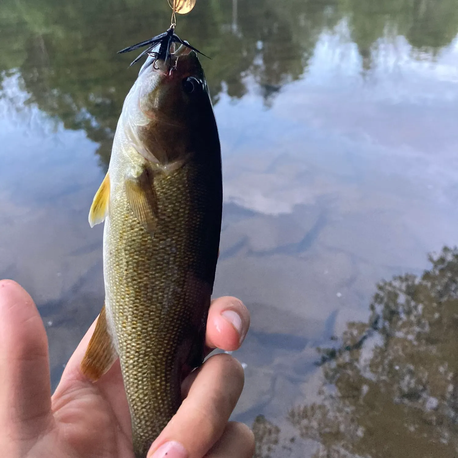 angler catch