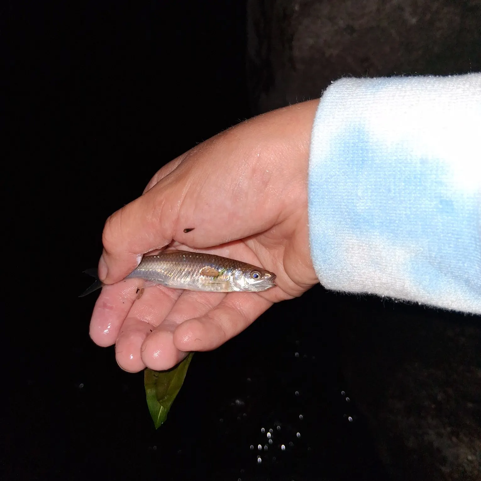 Striped shiner caught on Fishbrain
