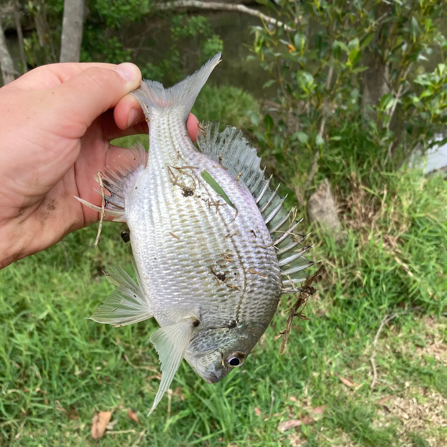 Surf bream caught on Fishbrain
