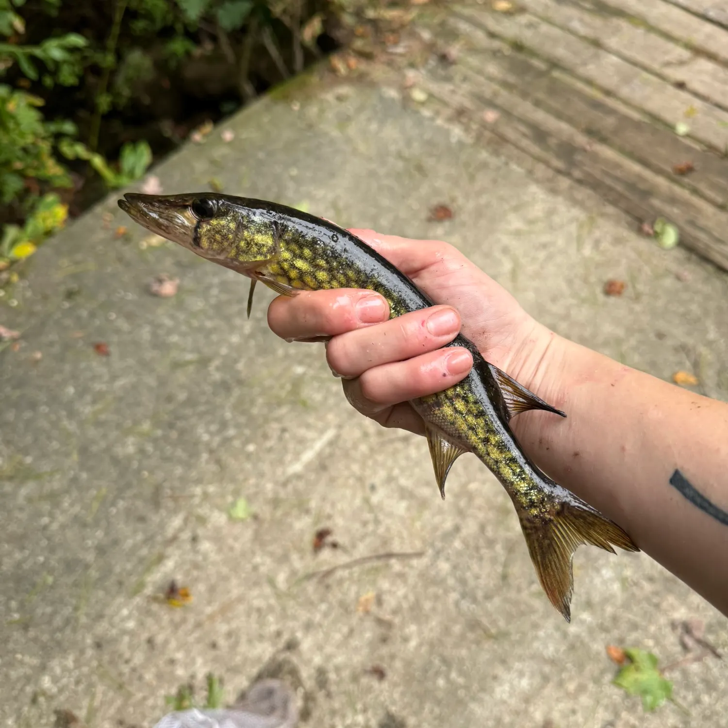 Chain pickerel caught on Fishbrain