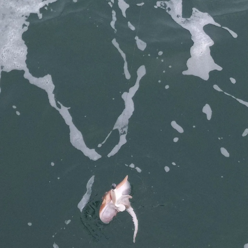 The most recent Little Skate catches on Fishbrain