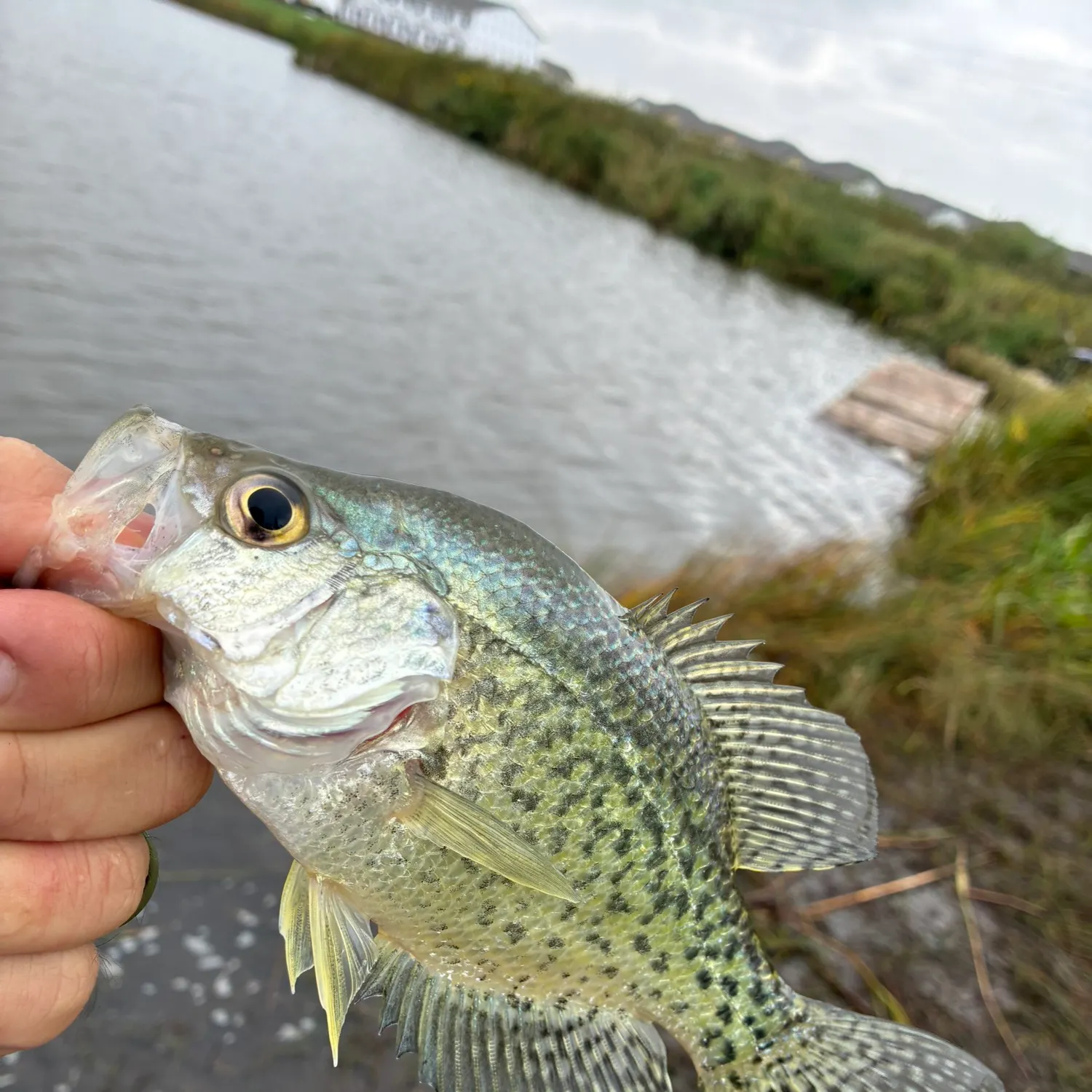 White crappie caught on Fishbrain
