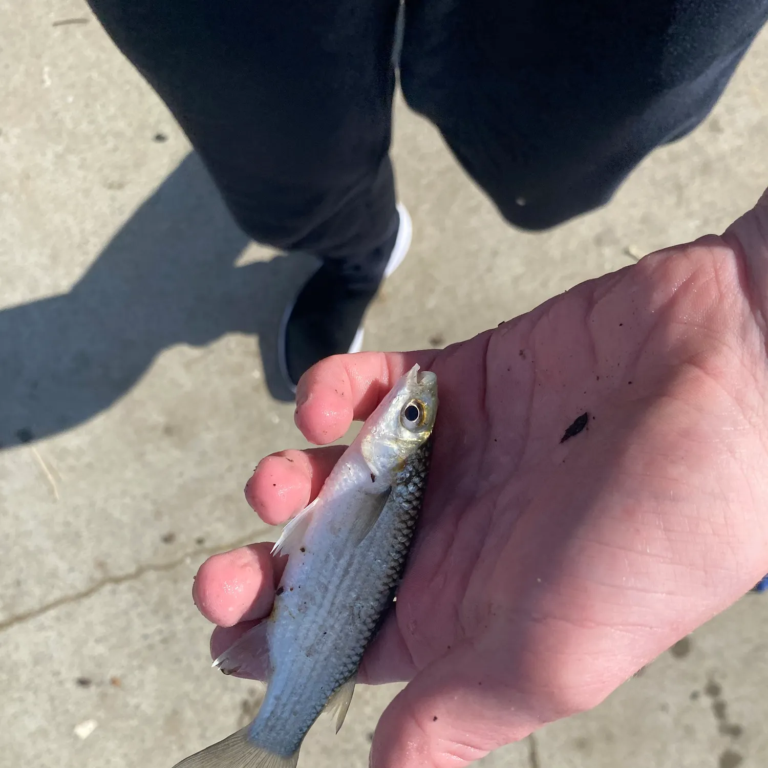 The most recent Yellow-eye mullet catches on Fishbrain