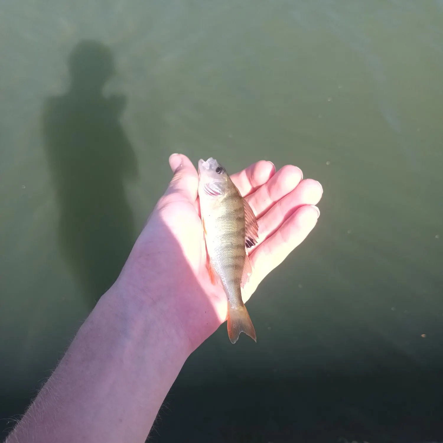 European perch caught on Fishbrain