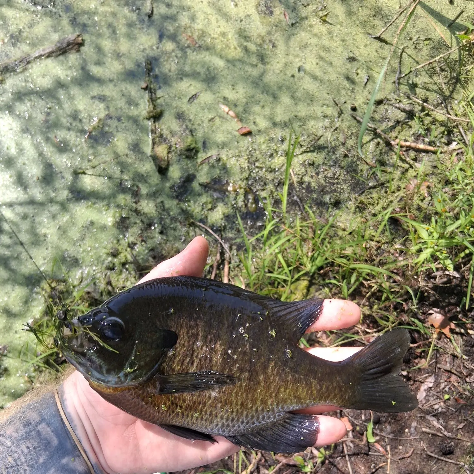 Bluegill caught on Fishbrain