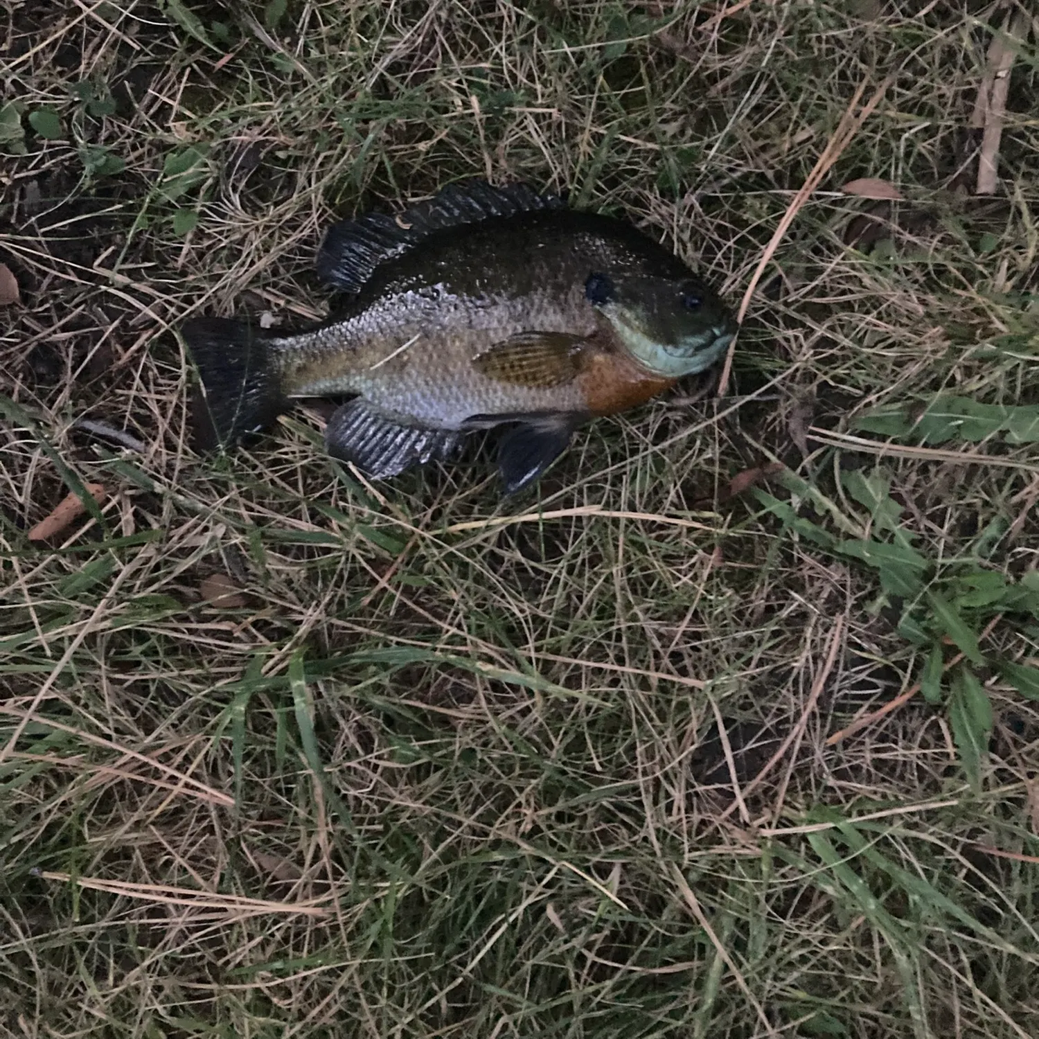 Bluegill caught on Fishbrain