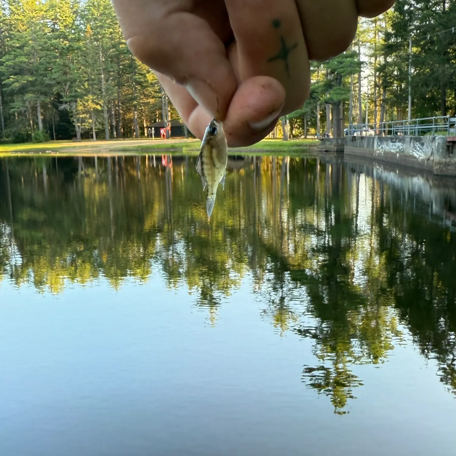 The most recent Blackbanded sunfish catches on Fishbrain