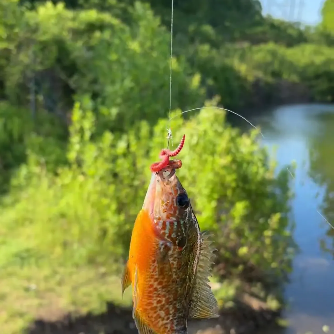 Redbreast sunfish caught on Fishbrain