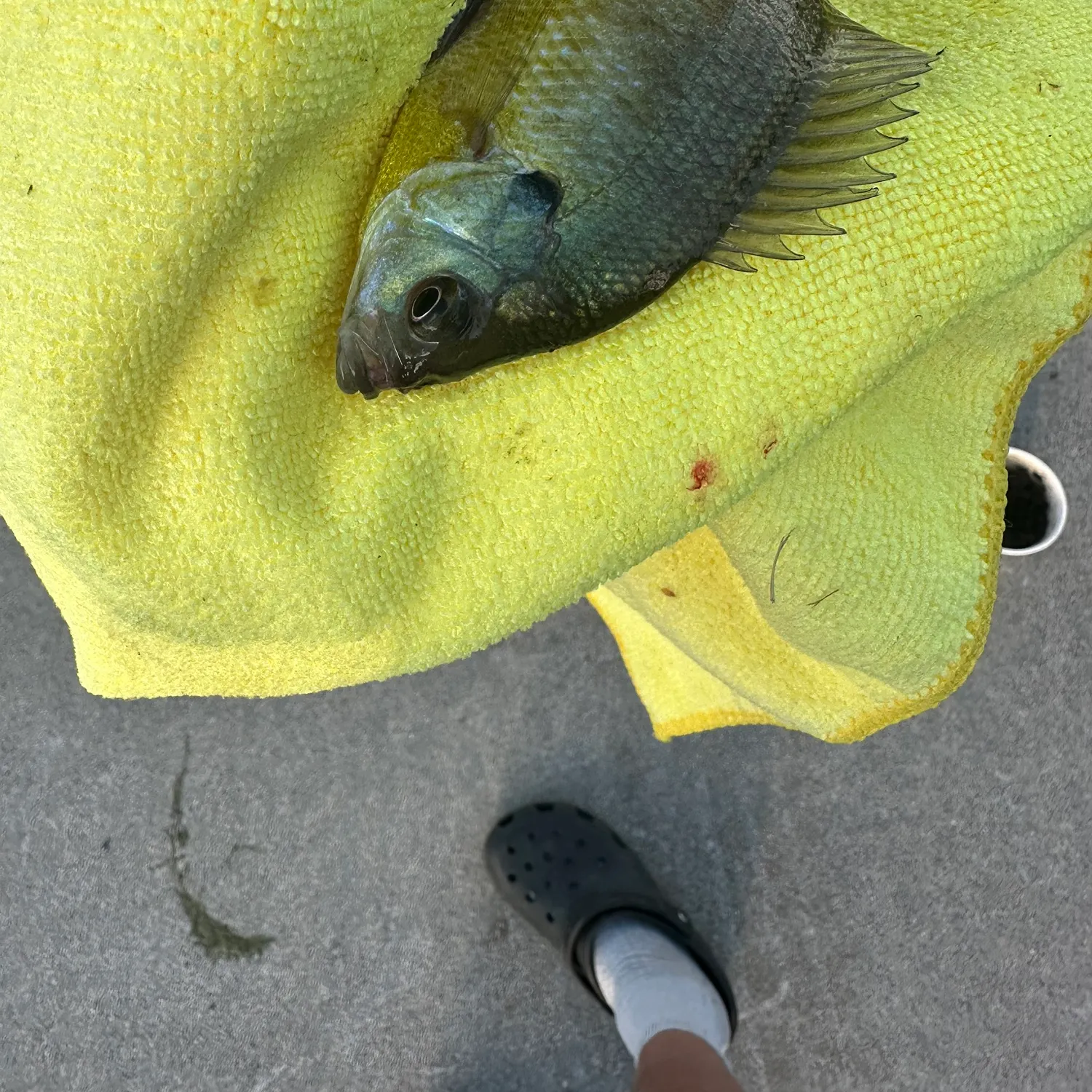 catch