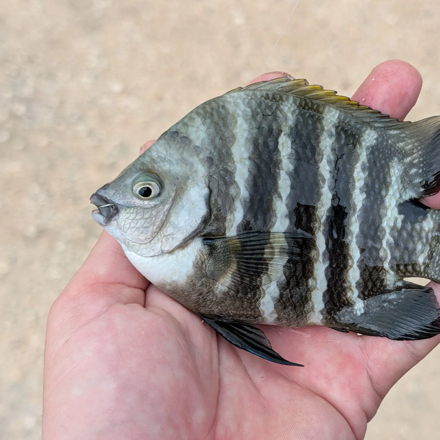 The most recent Blackspot sergeant catches on Fishbrain