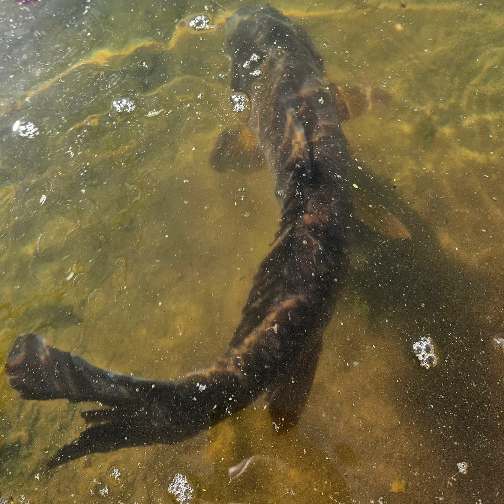Common carp caught on Fishbrain