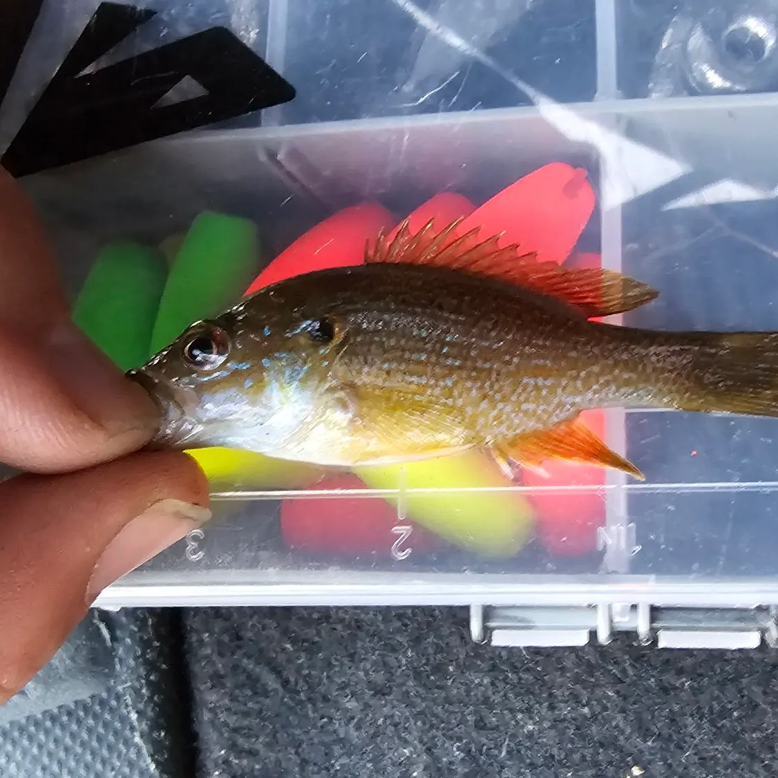 Green sunfish caught on Fishbrain