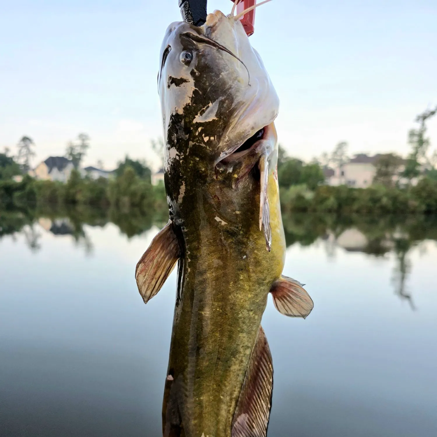 Yellow bullhead caught on Fishbrain