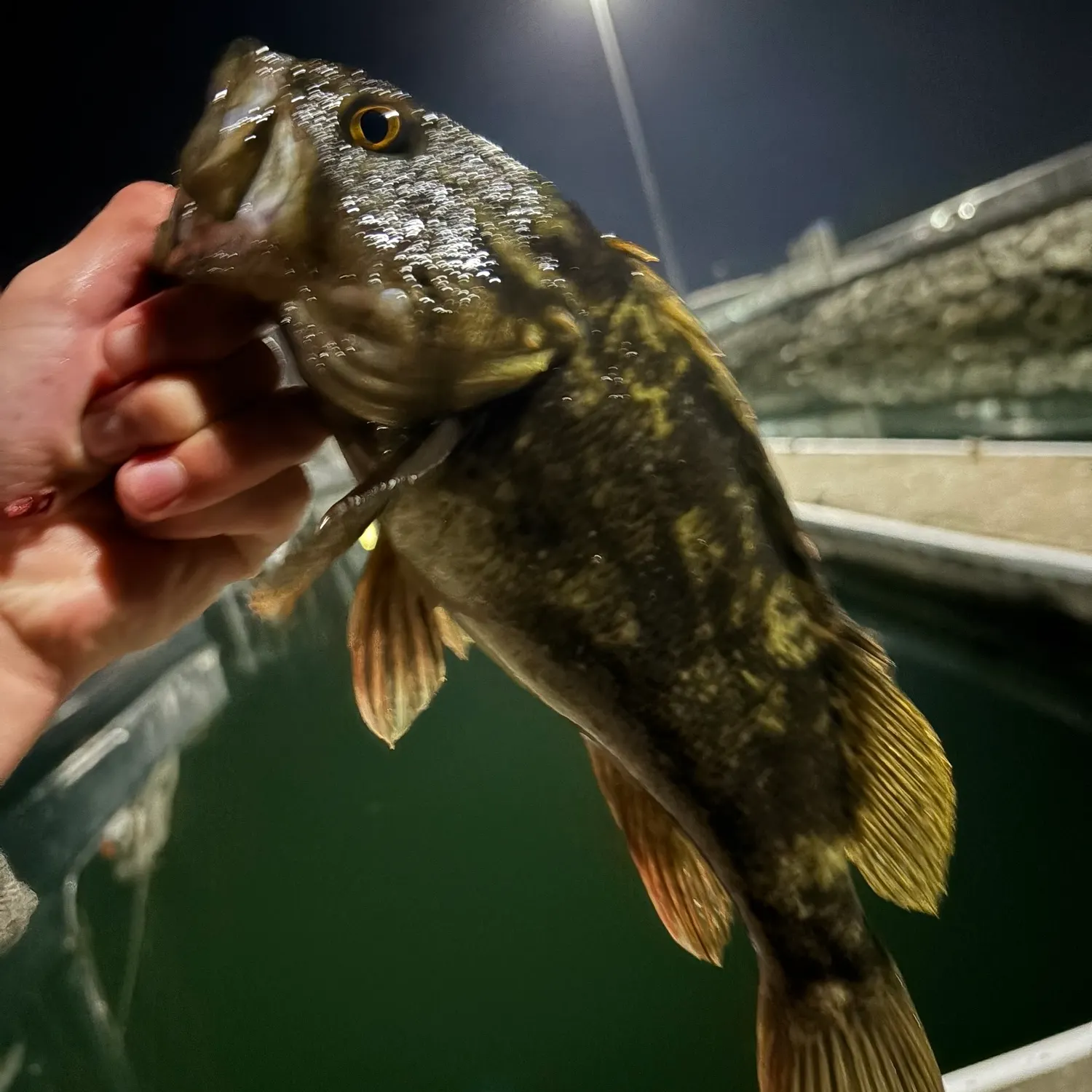 Gopher rockfish caught on Fishbrain