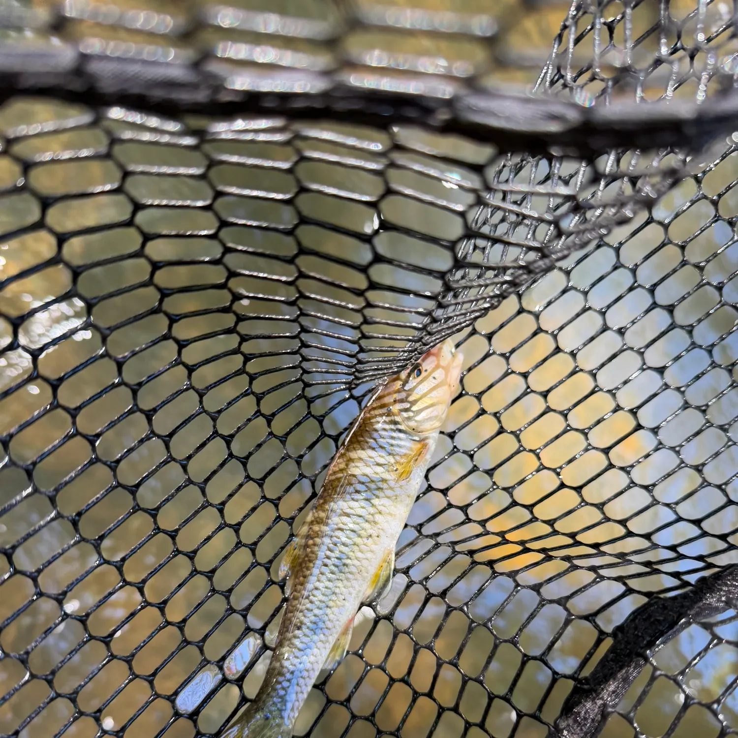 River chub caught on Fishbrain
