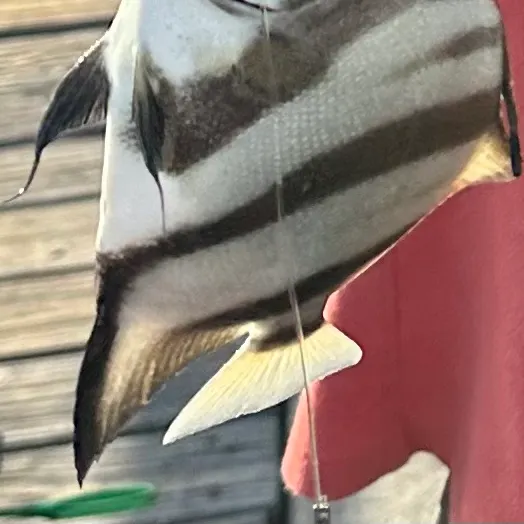 The most recent Atlantic spadefish catches on Fishbrain