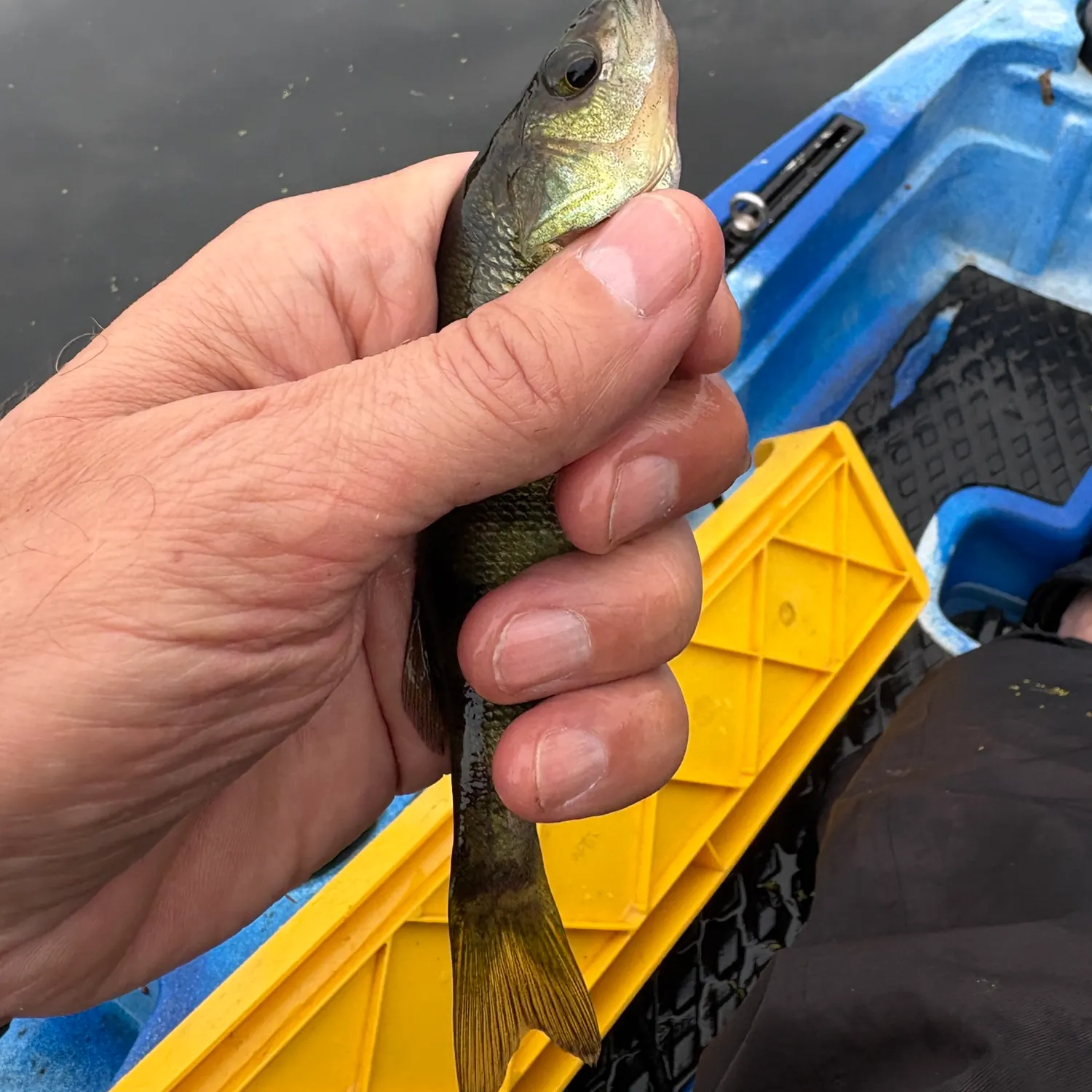Yellow perch caught on Fishbrain