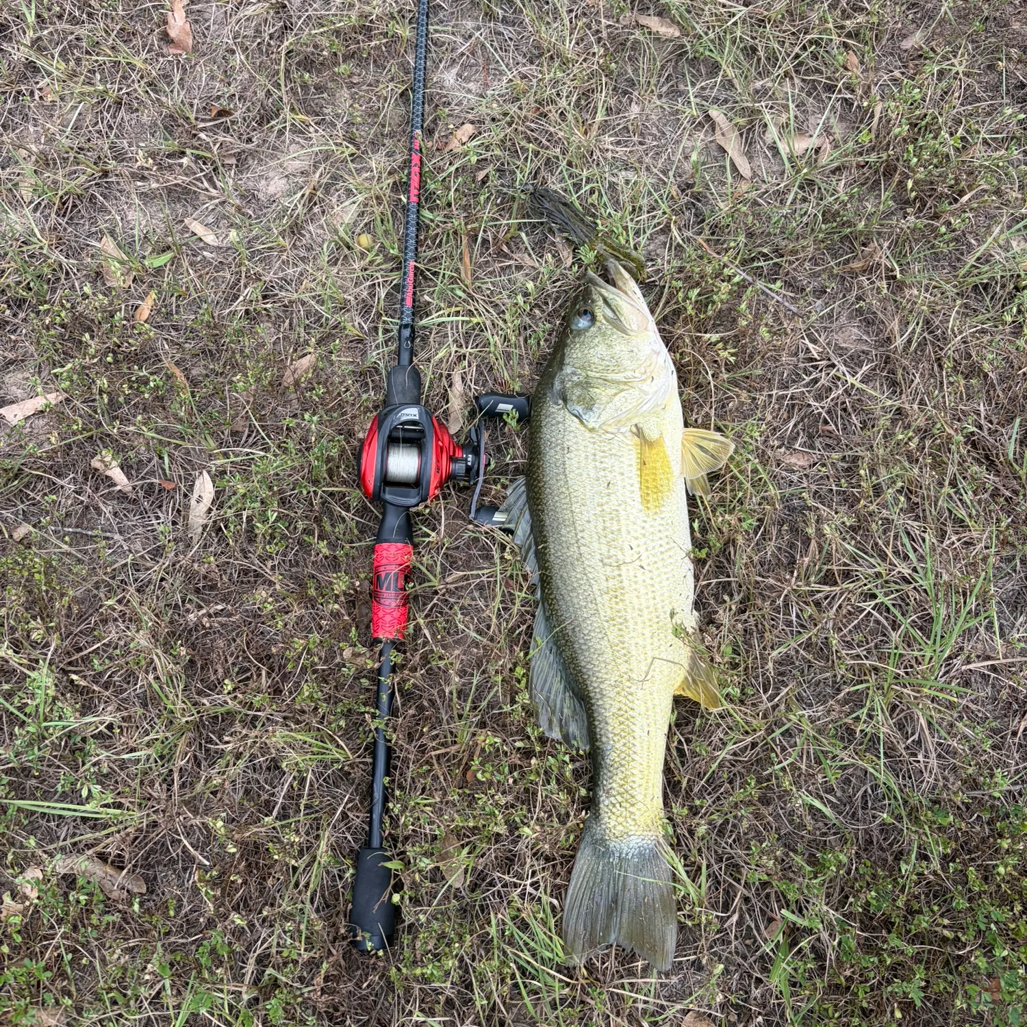 Largemouth bass caught on Fishbrain