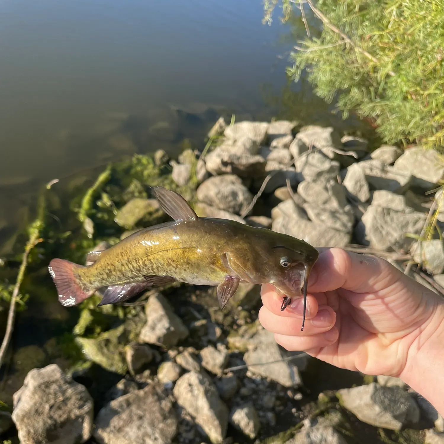 Yellow bullhead caught on Fishbrain