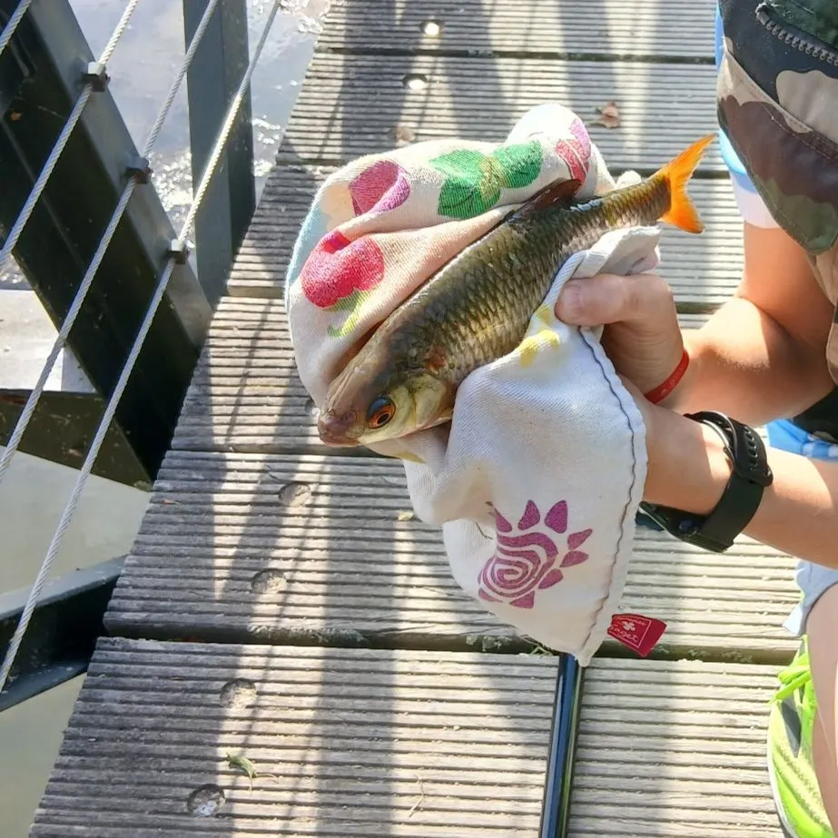 Common roach caught on Fishbrain