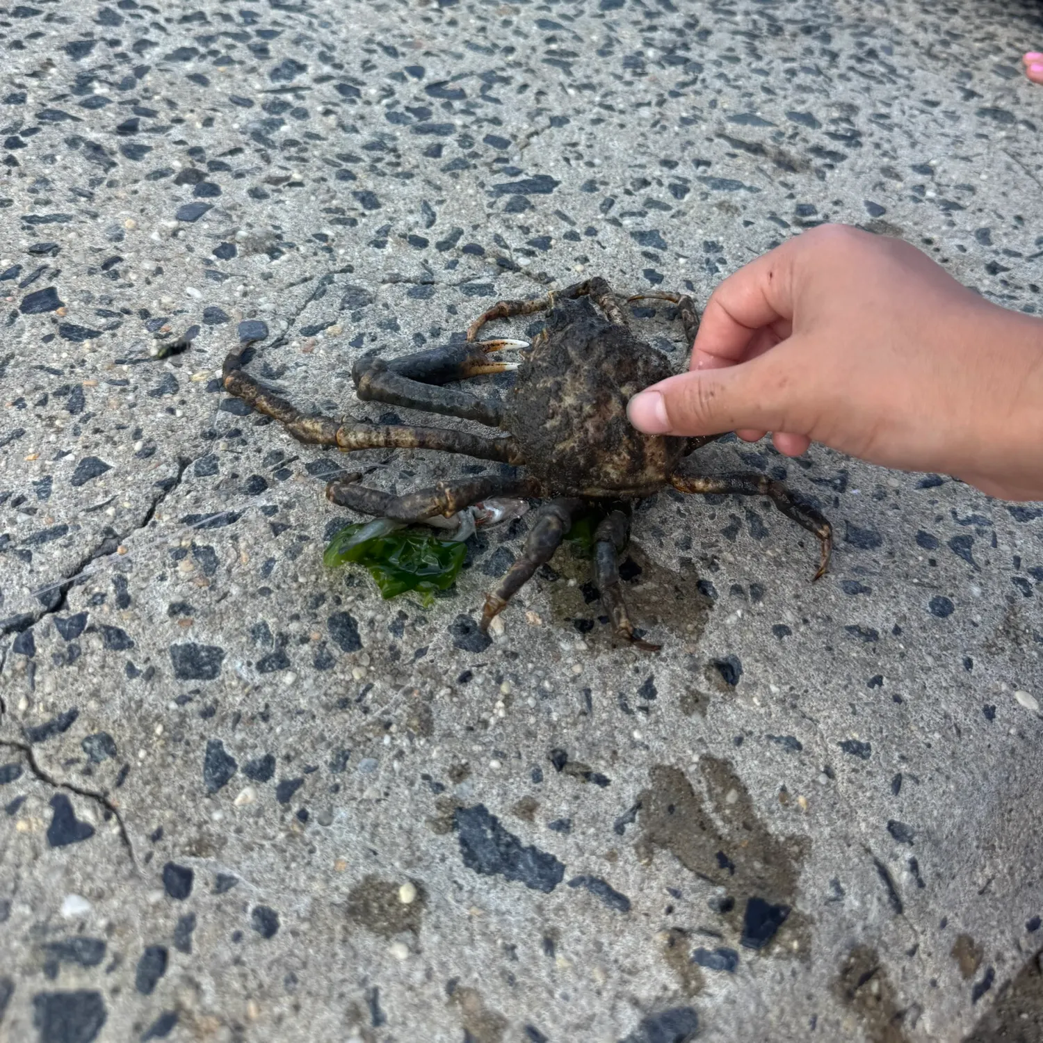 The most recent Sheep crab catches on Fishbrain