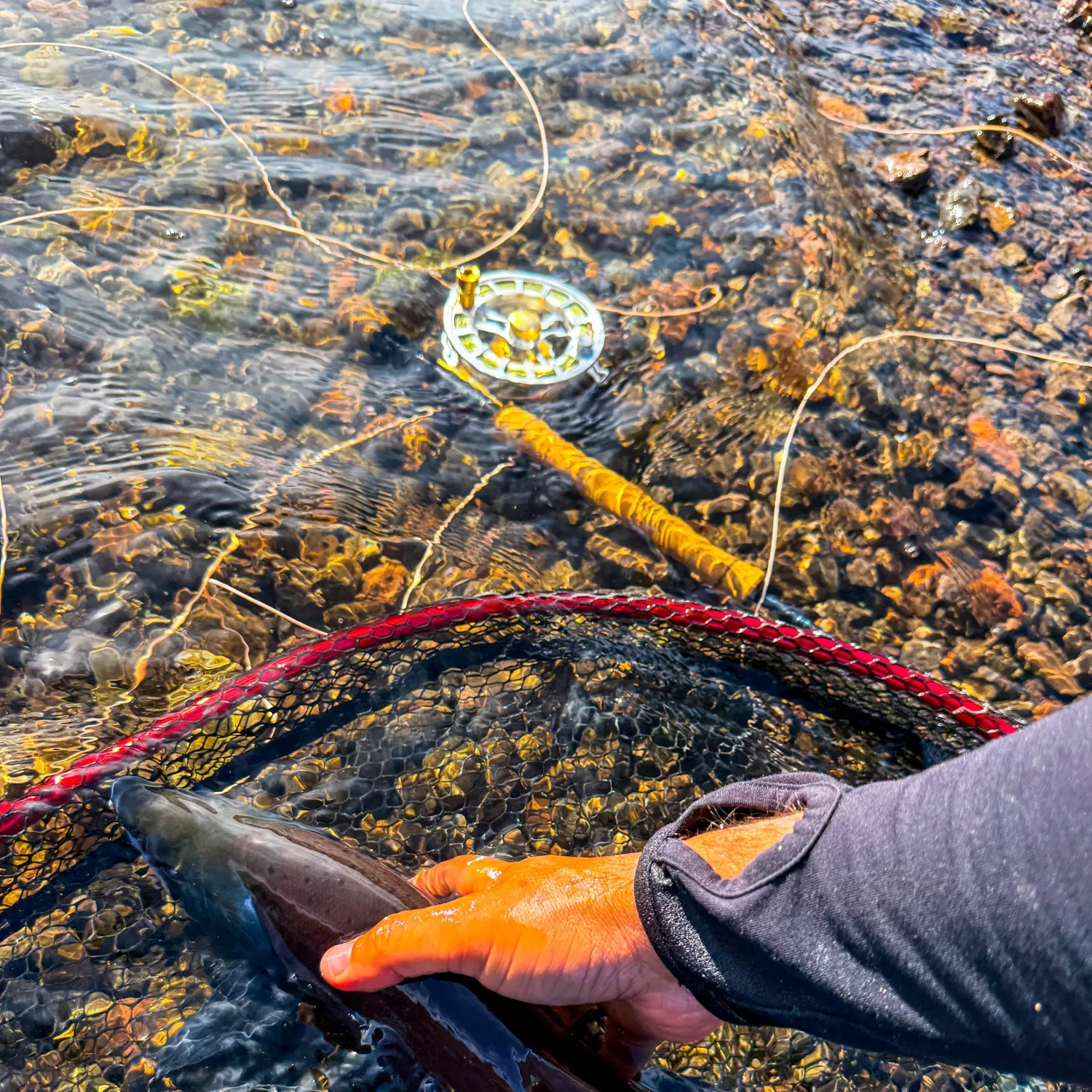 Kokanee salmon caught on Fishbrain