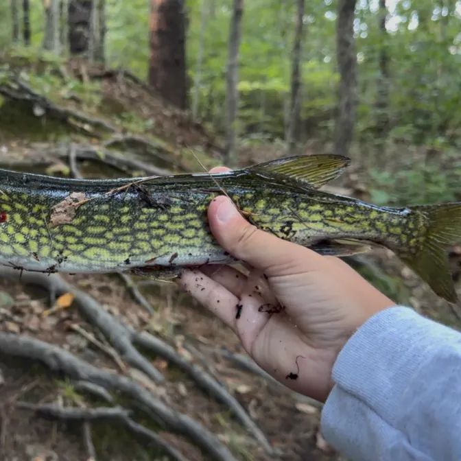Chain pickerel caught on Fishbrain