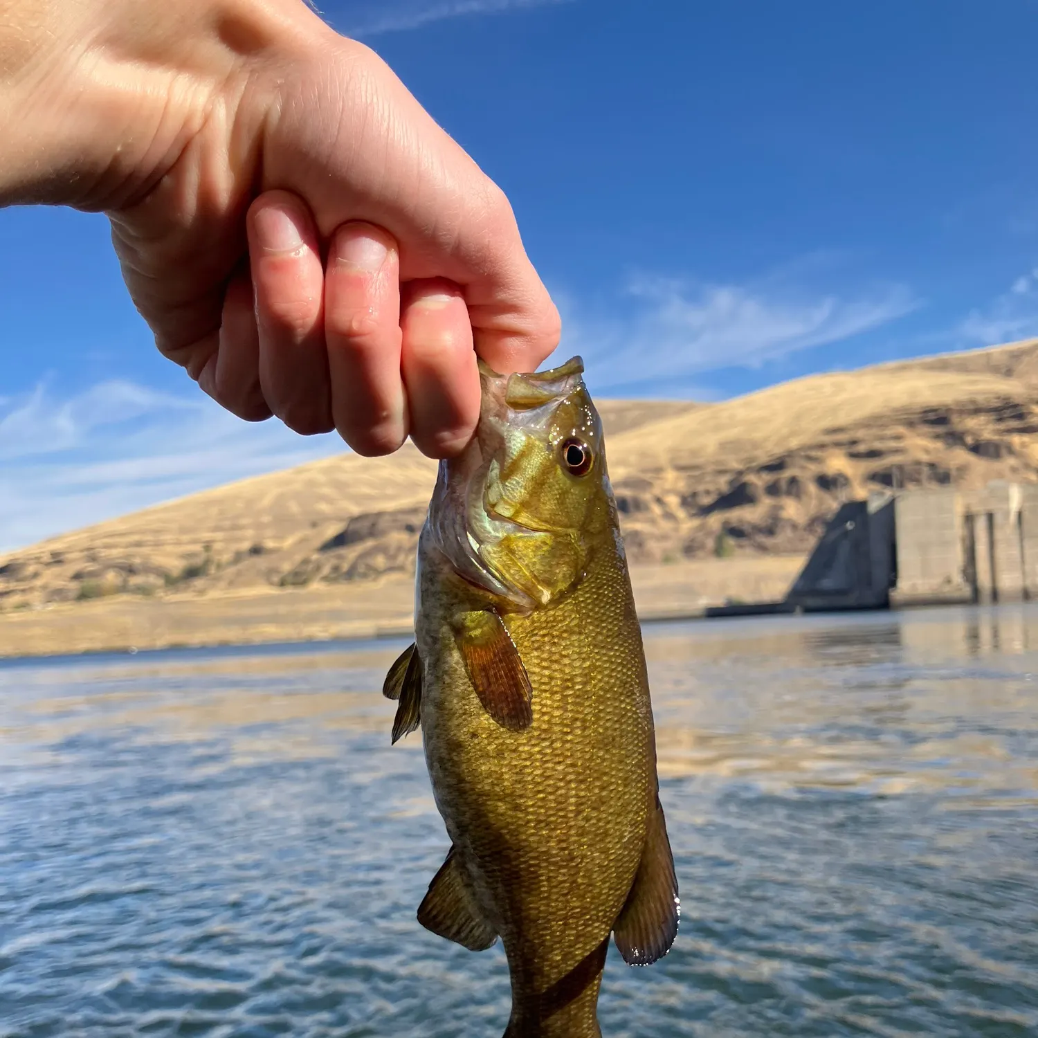 Smallmouth bass caught on Fishbrain