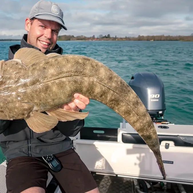 Dusky flathead caught on Fishbrain