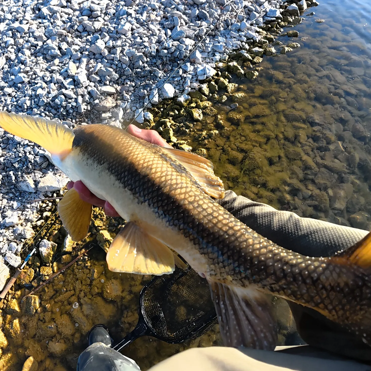 The most recent June sucker catches on Fishbrain