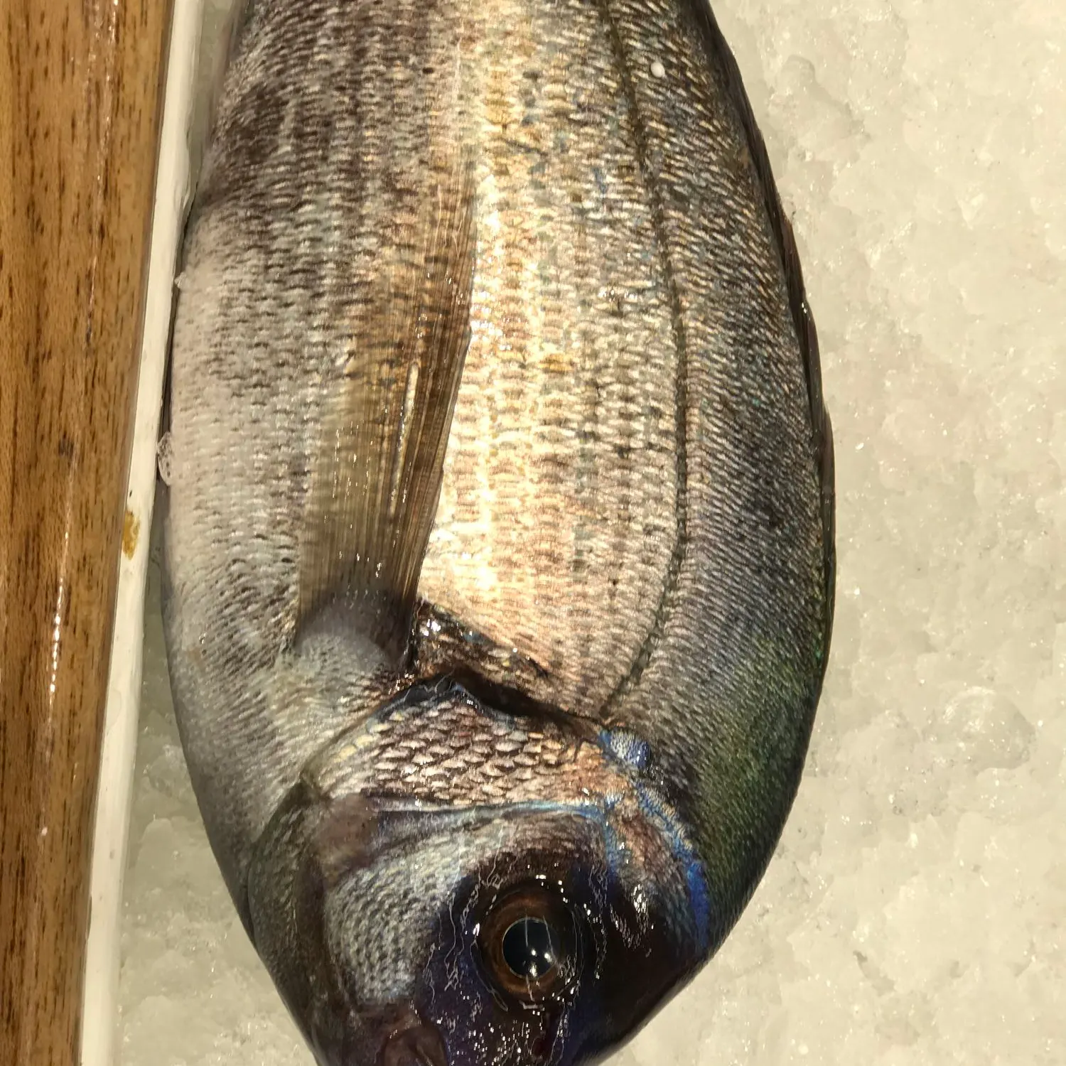 Black seabream caught on Fishbrain