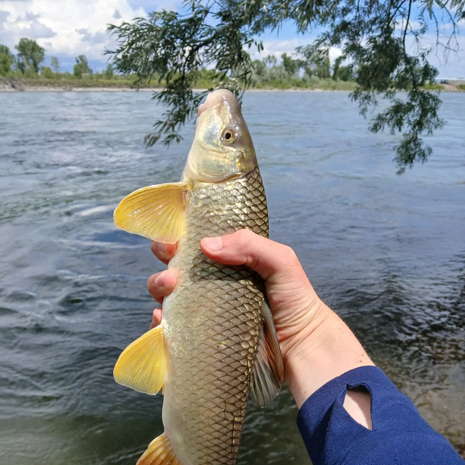 The most recent Shorthead redhorse catches on Fishbrain