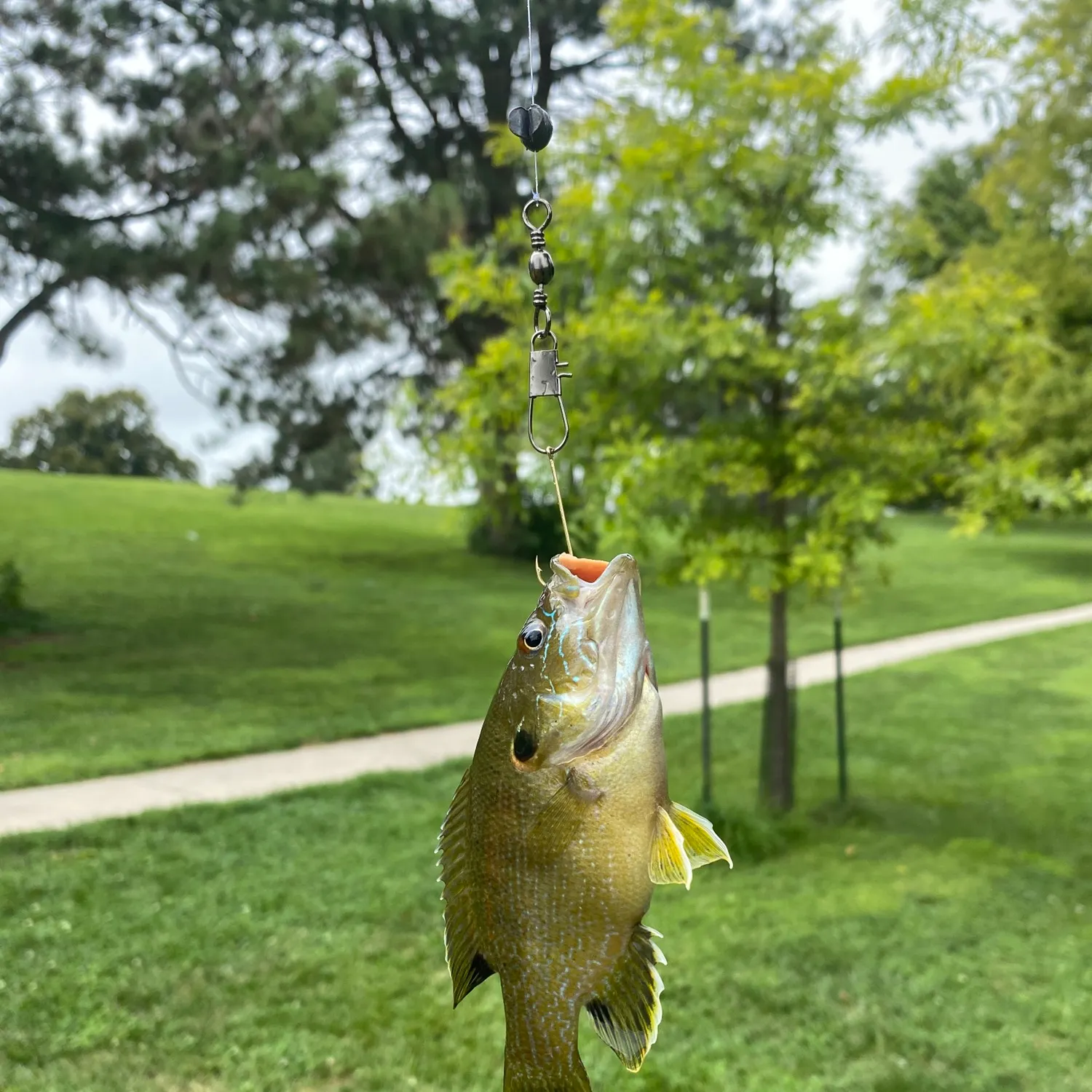 catch