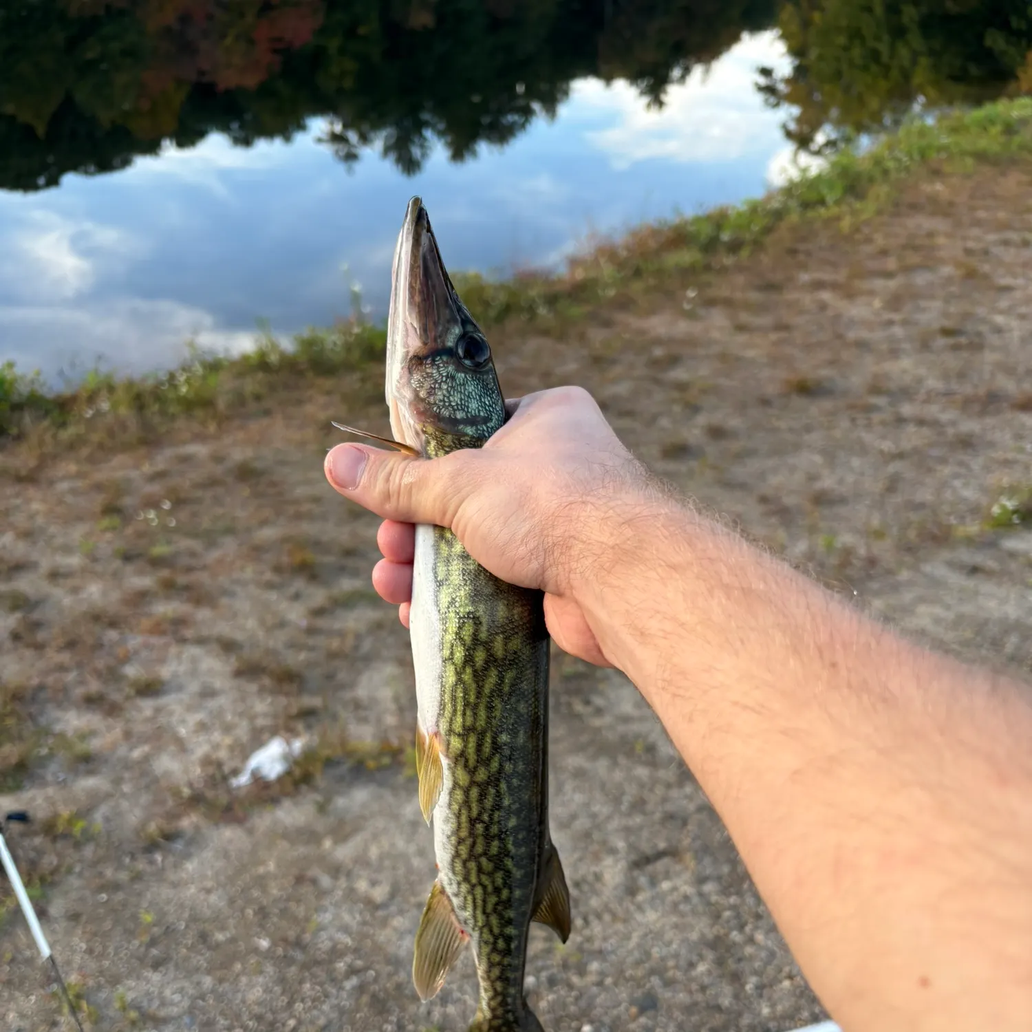 Chain pickerel caught on Fishbrain