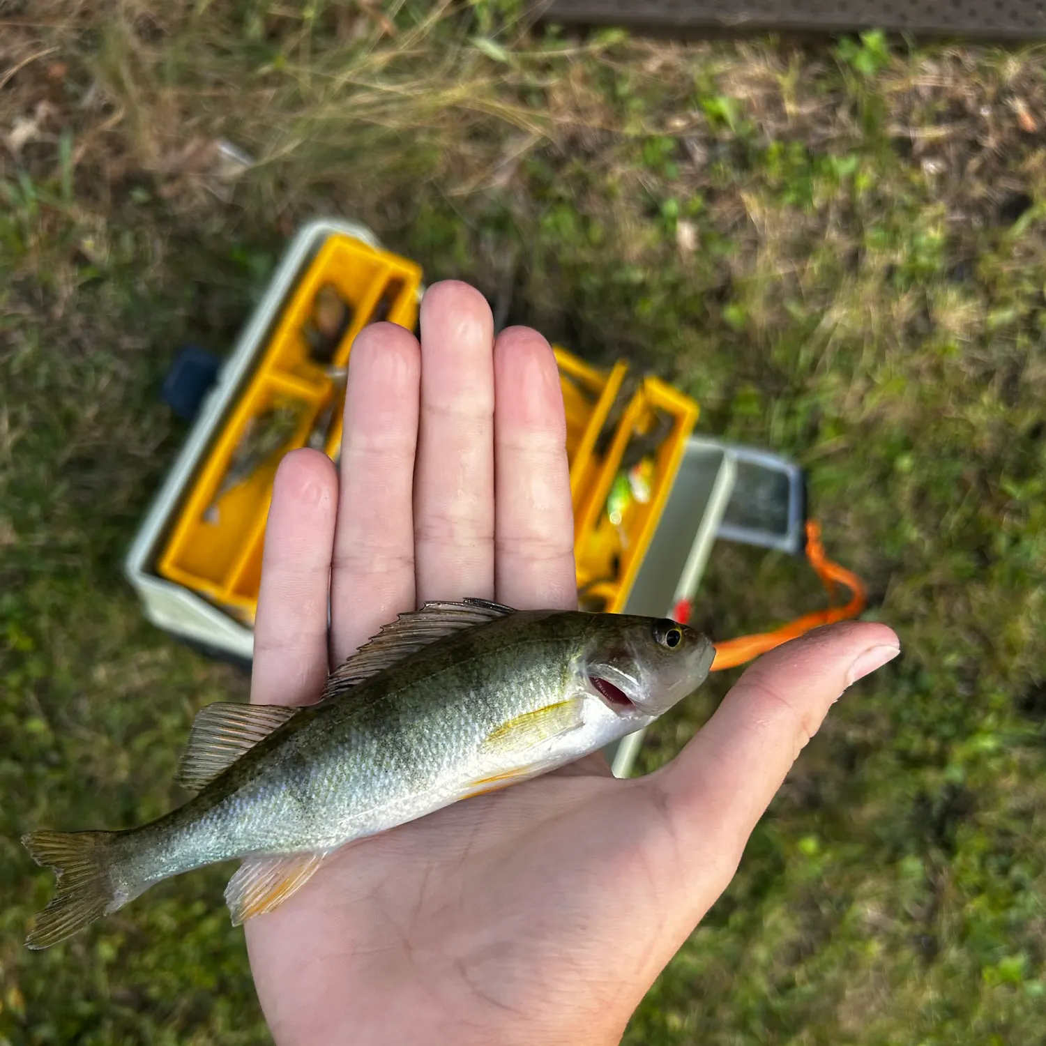 Yellow perch caught on Fishbrain