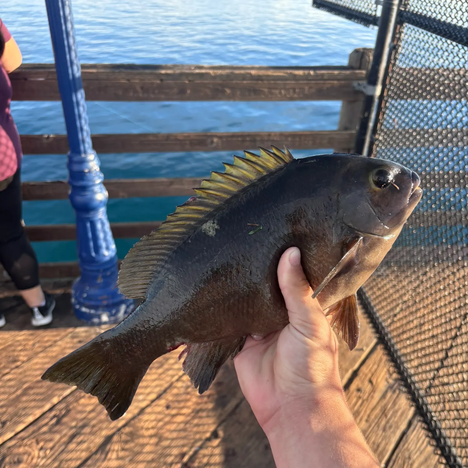 The most recent Opaleye catches on Fishbrain