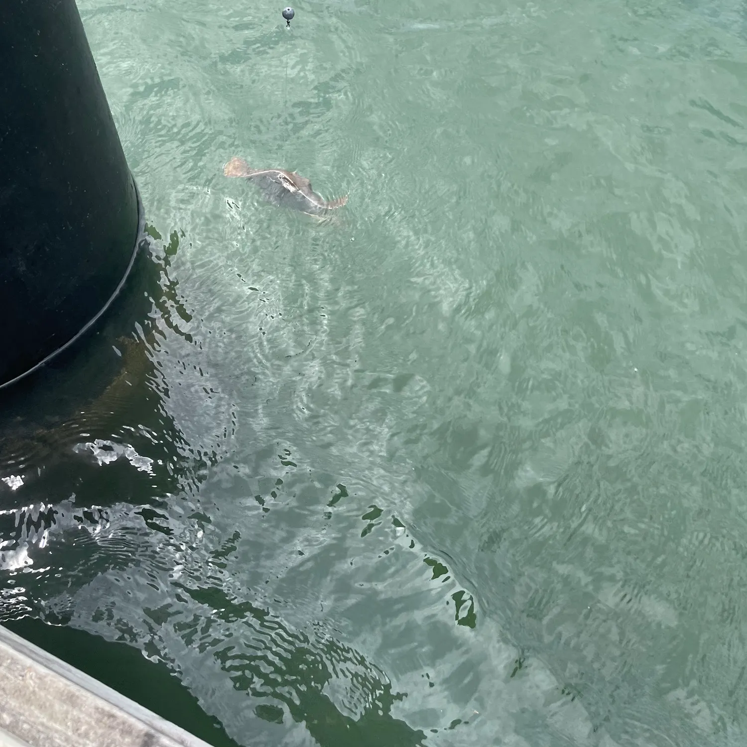 The most recent Common stingaree catches on Fishbrain